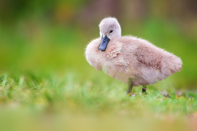 junges Schwan Küken von Mario Plechaty Photography