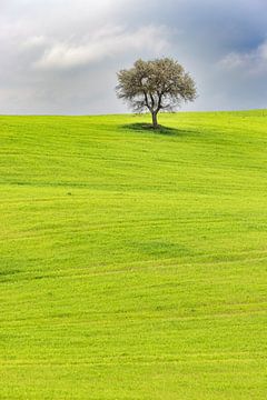 Le printemps dans le Val d'Orcia sur Dirk Rüter