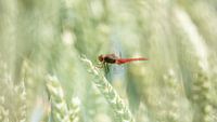 Darter in the cornfield