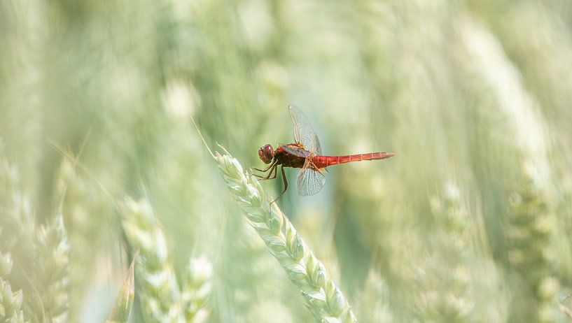 Darter in the cornfield by Patrick Schwarzbach
