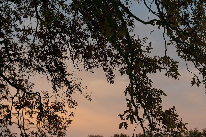 dreamy sunset by manon vermeulen