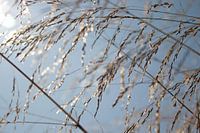 Zon door gras