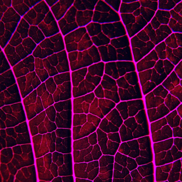 LEAF STRUCTURE RED VIOLET no2 von Pia Schneider