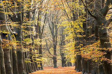 Dutch Autumn! Magnefiek tree lane in the Amerong forest! by Peter Haastrecht, van