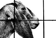 Goat behind a fence by Iris van Loon thumbnail