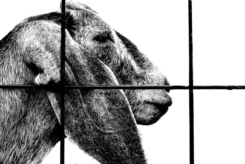 Goat behind a fence by Iris van Loon