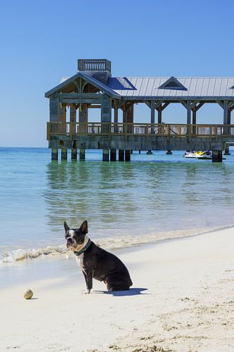 Hond zit voor een bal op een strand te wachten om te spelen