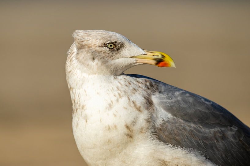 Portrait of a herring gull by Timo van Dam