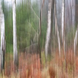 Forêt de novembre sur Petra Leusmann