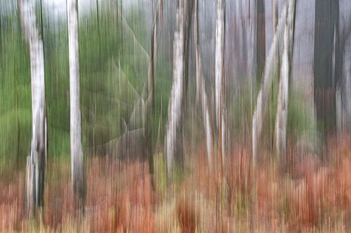 November forest by Petra Leusmann