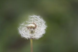 Uitgebloeide paardenbloem van Laura Loeve