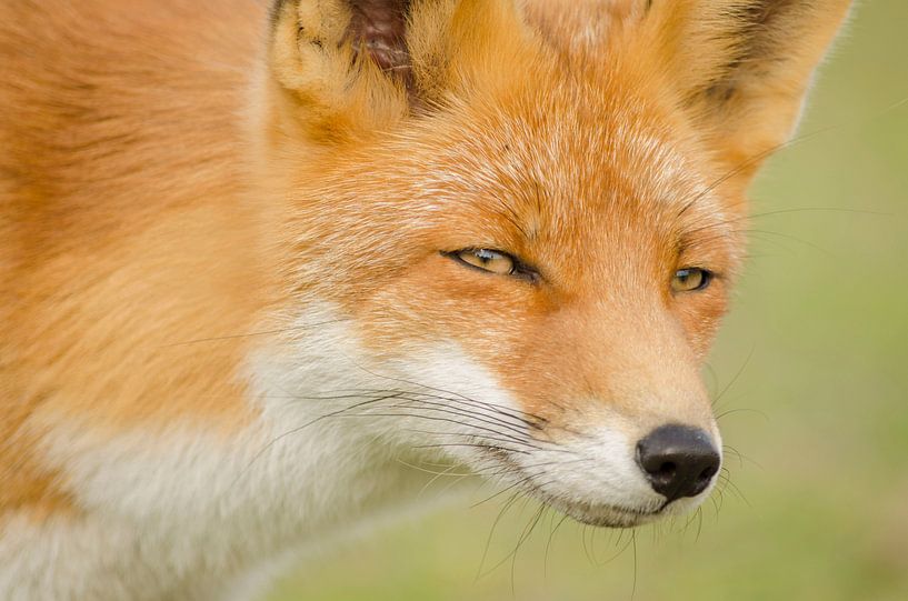 Porträt eines Fuchses von Ans Bastiaanssen