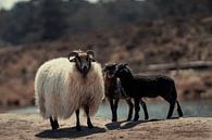 Schafe mit Lämmern in der Natur von Steven Dijkshoorn Miniaturansicht