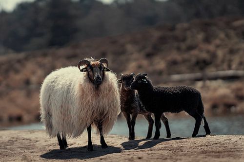 Schaap met lammetjes in de natuur