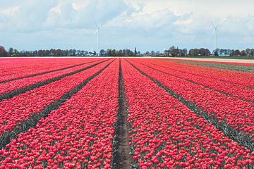 Landschaft mit rosa Tulpenfeld in Drenthe von Denise Tiggelman
