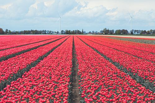Hollands landschap met roze tulpen veld in Drenthe