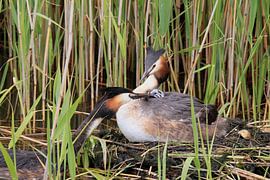 Crested grebe with young by Rinnie Wijnstra (FotoAmeland )