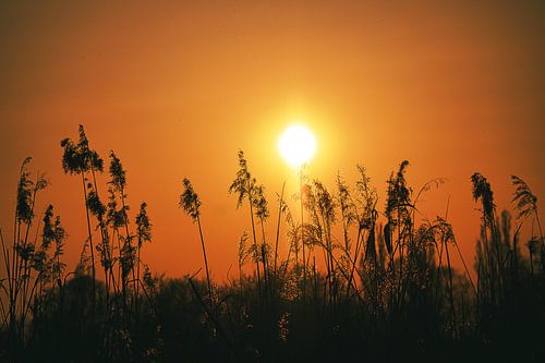 Sunset behind the reeds