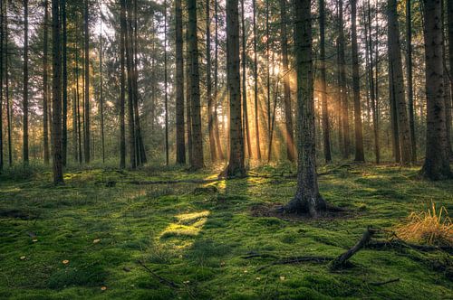 Landschap - zonnestralen 