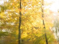 Deciduous autumn atmosphere