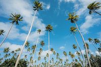 Palm trees in Polynesia