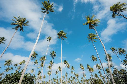 Palmbomen in Polynesië