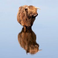 Schotse hooglander in het water