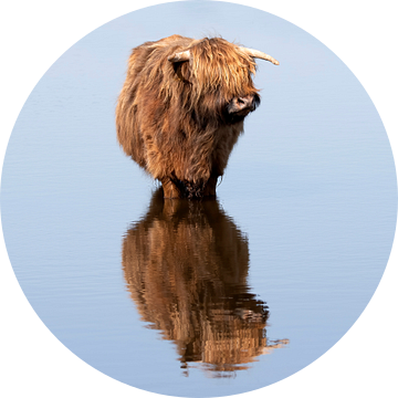 Schotse hooglander in het water