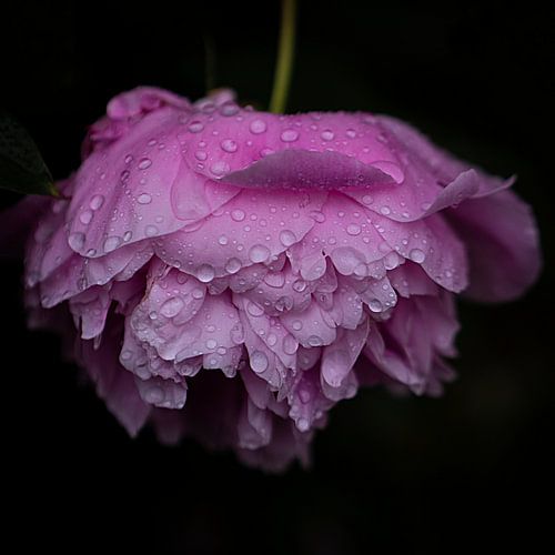 rainy days