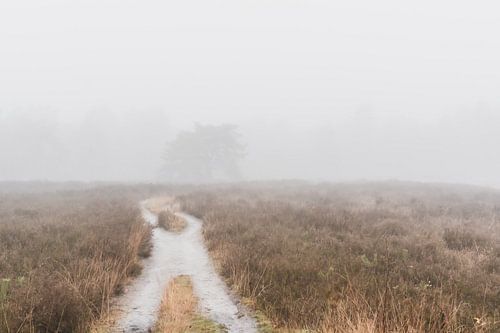 Pad door de winterse heide in de mist