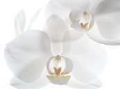 Orchidee - wit van Mariska Vereijken thumbnail