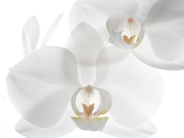 Orchid - white by Mariska Vereijken