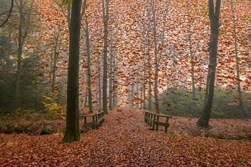 Leaf Rain by Gonnie van de Schans