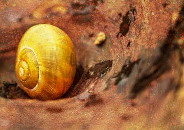 Gouden herfst in bos van Irene Lommers