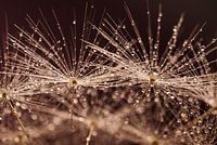 Feast! Droplets sparkle in the light