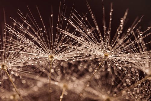 Feest! Druppeltjes schitteren in het  licht