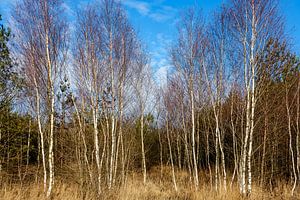 Zilverberken Nationaal park Dwingelderveld