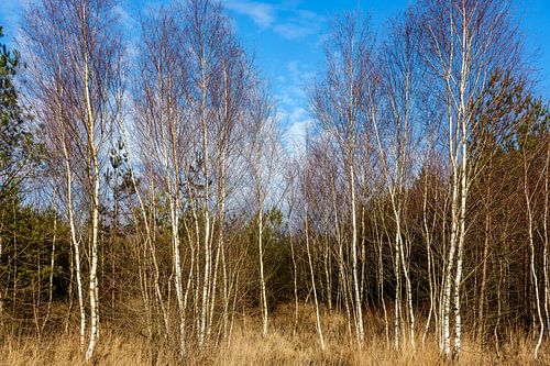 Silver birch National Park Dwingelderveld by Evert Jan Luchies