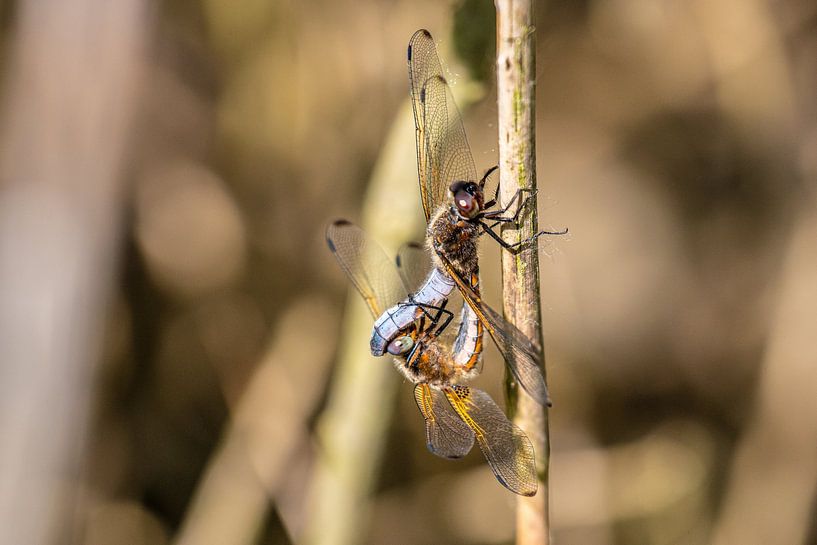 Two mating dragonflies on a reed stalk. by Brian Morgan