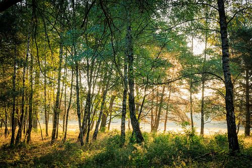 Bomen en zon bij Plantage Willem III op de Utrechtse Heuvelrug