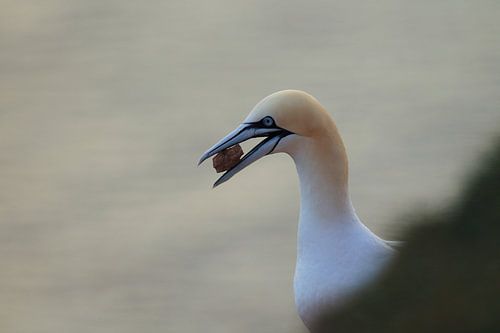 Fous de Bassan Île de Helgoland Allemagne
