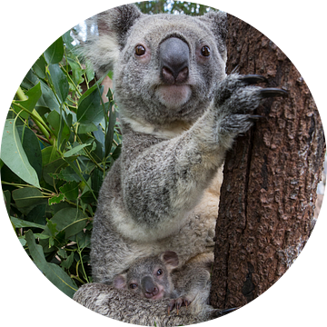 Koala (Phascolarctos cinereus) moeder met haar zeven maanden oude baby in een boom, Queensland, Aust van Nature in Stock