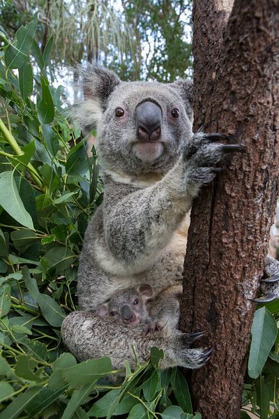 Koala (Phascolarctos cinereus) moeder met haar zeven maanden oude baby in een boom, Queensland, Aust van Nature in Stock