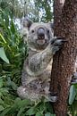 Koala (Phascolarctos cinereus) Mutter mit ihrem sieben Monate alten Baby in einem Baum, Queensland,  von Nature in Stock Miniaturansicht