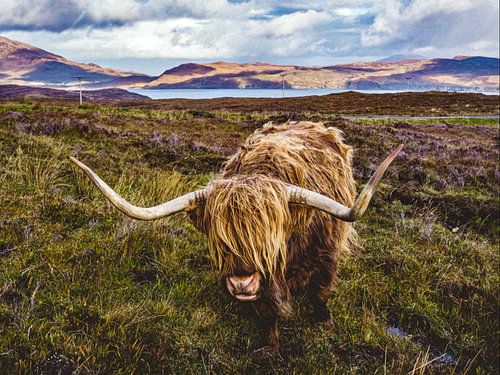 Schotse hooglanders 