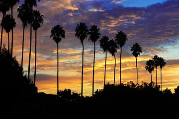 Palm Trees Sunrise