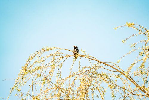 Vogel op Tak tegen Heldere Lucht