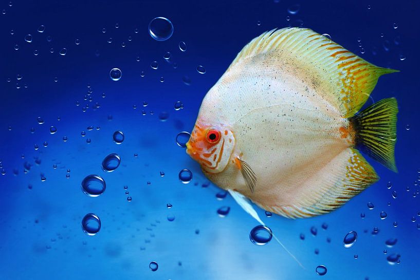 Unterwasserwelt by Heike Hultsch