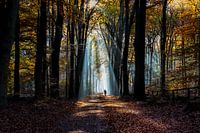 Mountainbiking in the forest