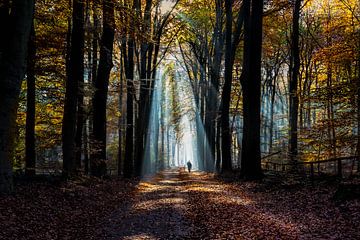 Fietsen in het bos